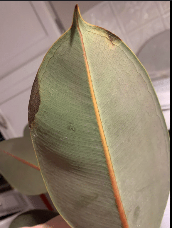 Burgundy rubber plant brown tips